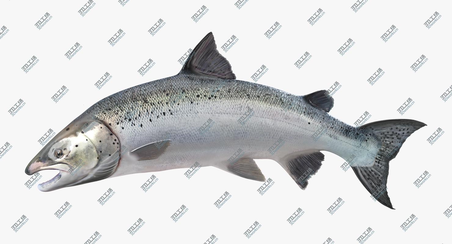 images/goods_img/202105072/Atlantic Salmon Fish Attacks/3.jpg